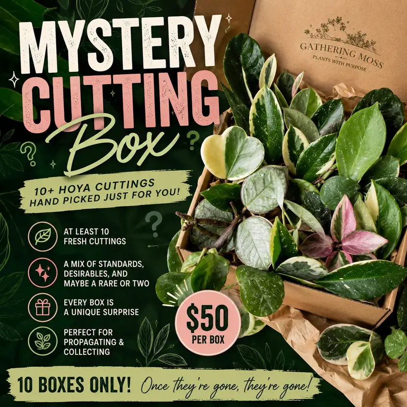 Gathering Moss Hoya (Mostly) Mystery Cutting Box