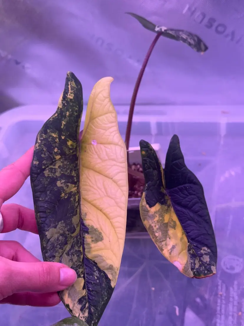 Alocasia Scalprum Aurea CORM