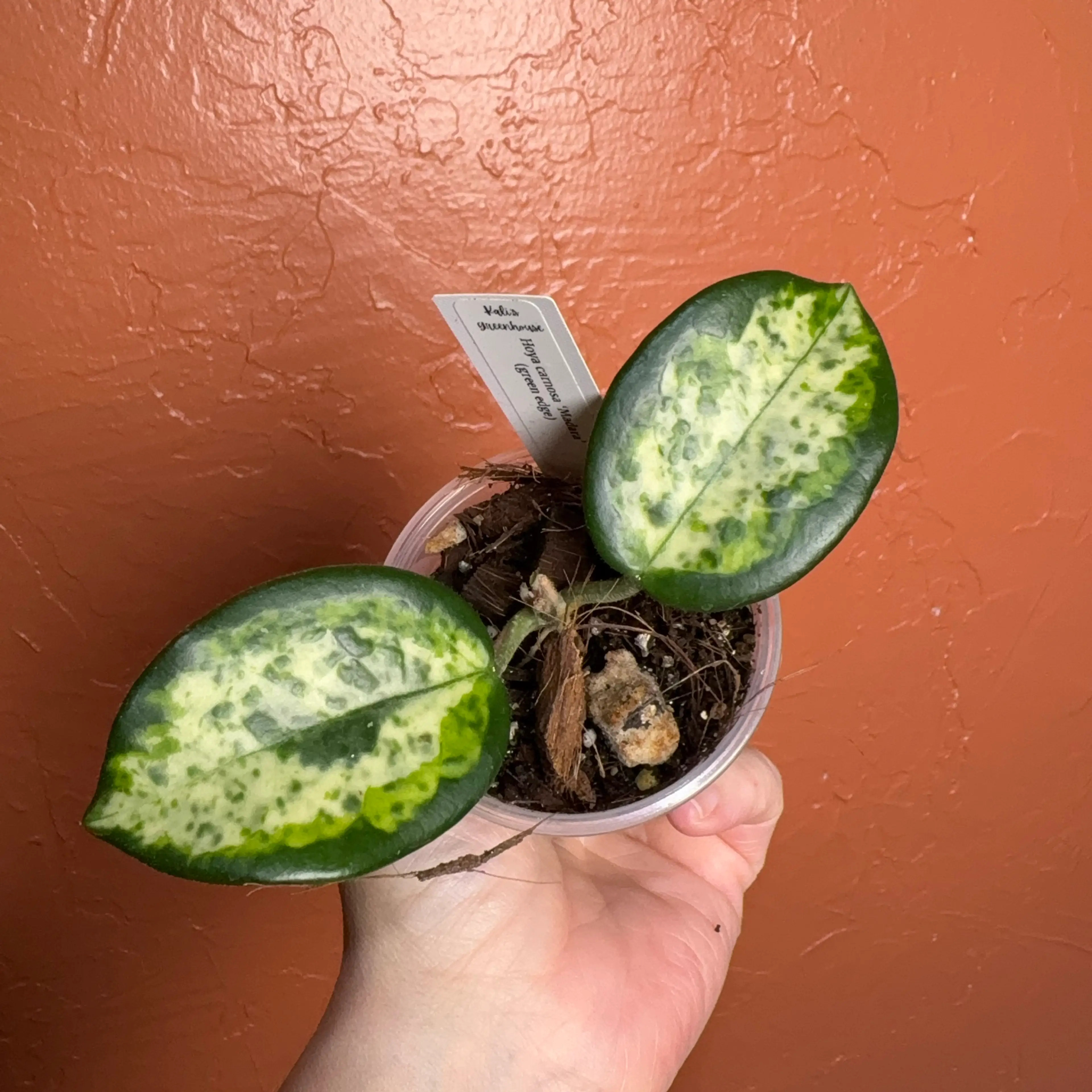 Overgrown Oasis · 128 Hoya carnosa madara (green edge)