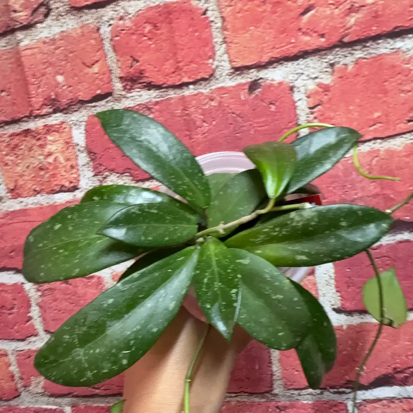RHM 2505 epc blk leaf x unk