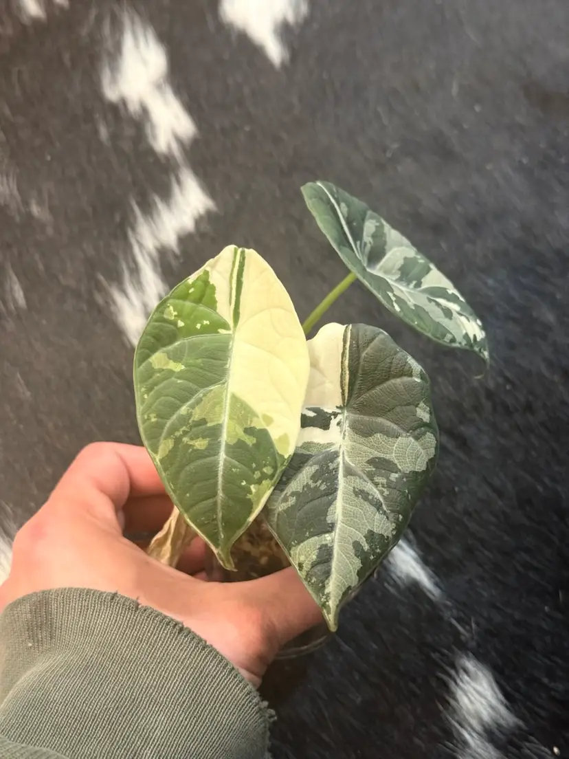 Alocasia Maharani Albo CORMS