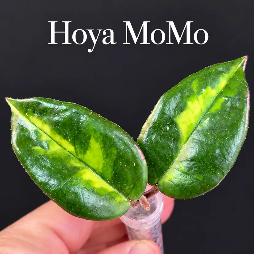 Hoya Momo in floral tube