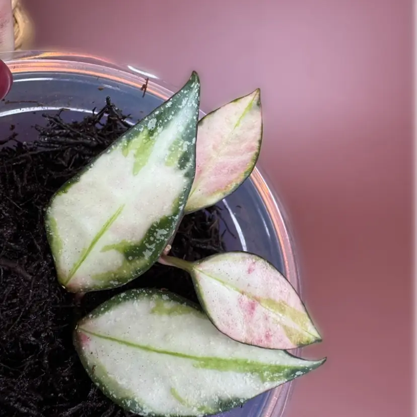 Nabawanensis (varigated)