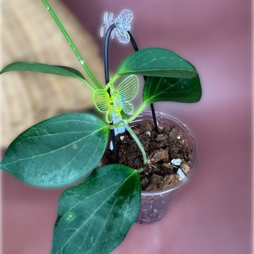‘Genoveva’