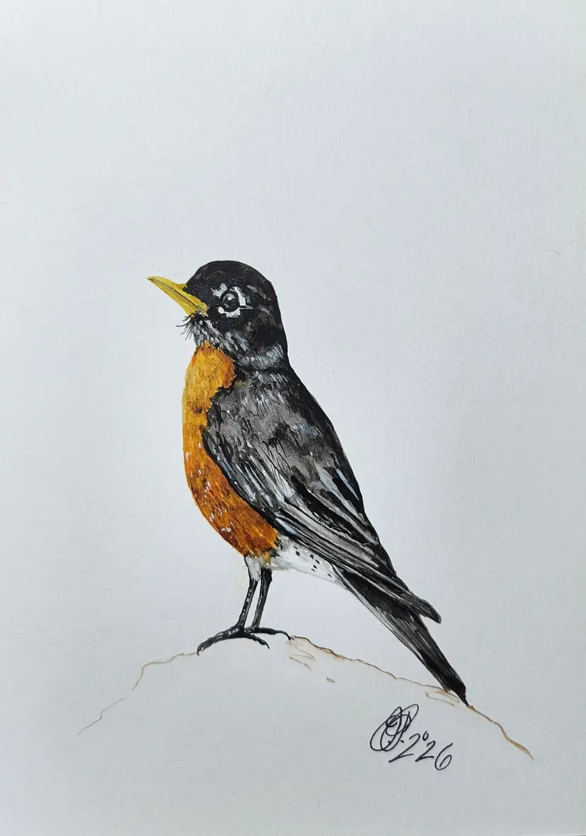 Robin Original Watercolor Painting Signed By The Artist 5x7 Free
