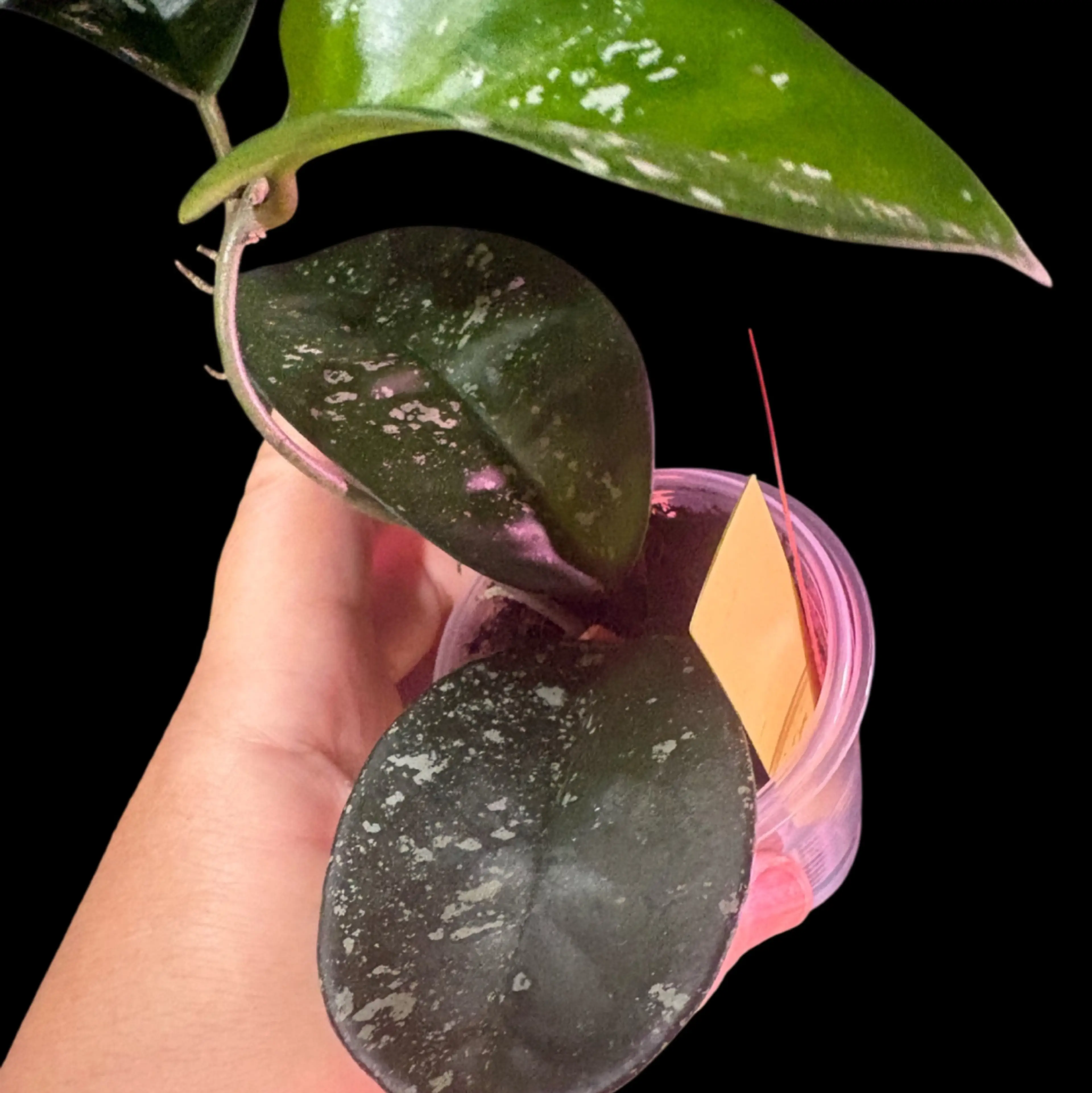 Image 2 of 2