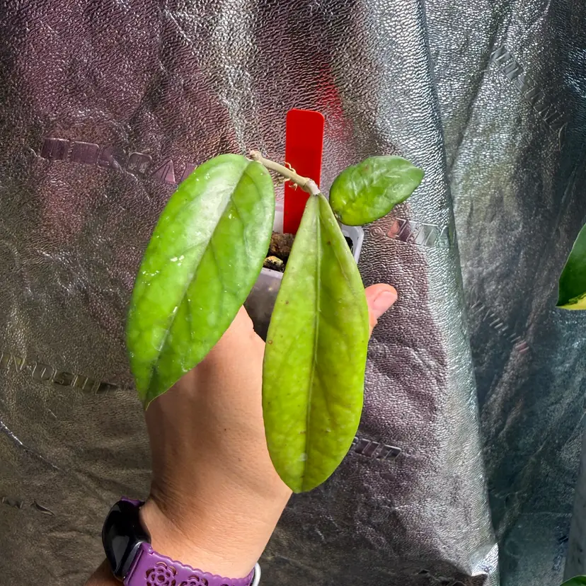 H. sp. Bur Senubung NADO04