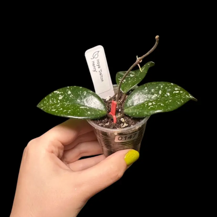 0147 Hoya ‘Dalton Henry’ (2 plants in pot)