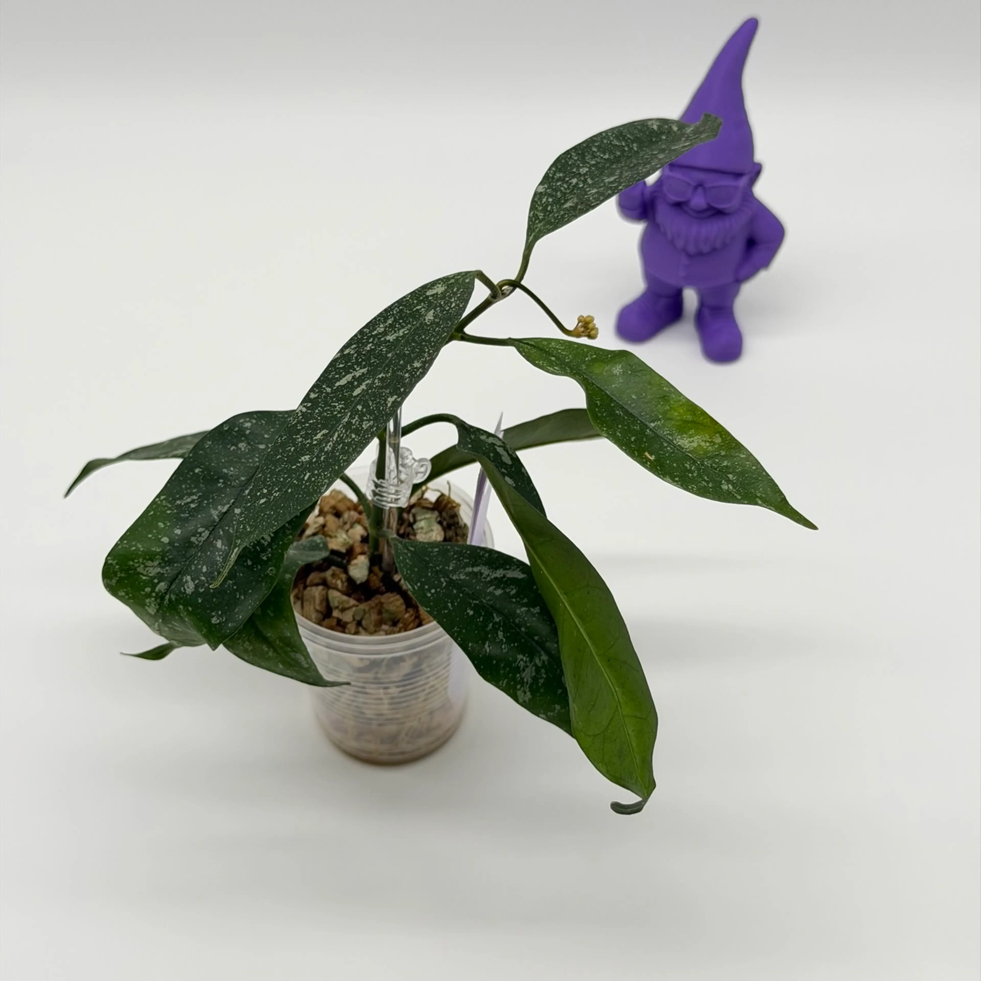 Image 3 of 3