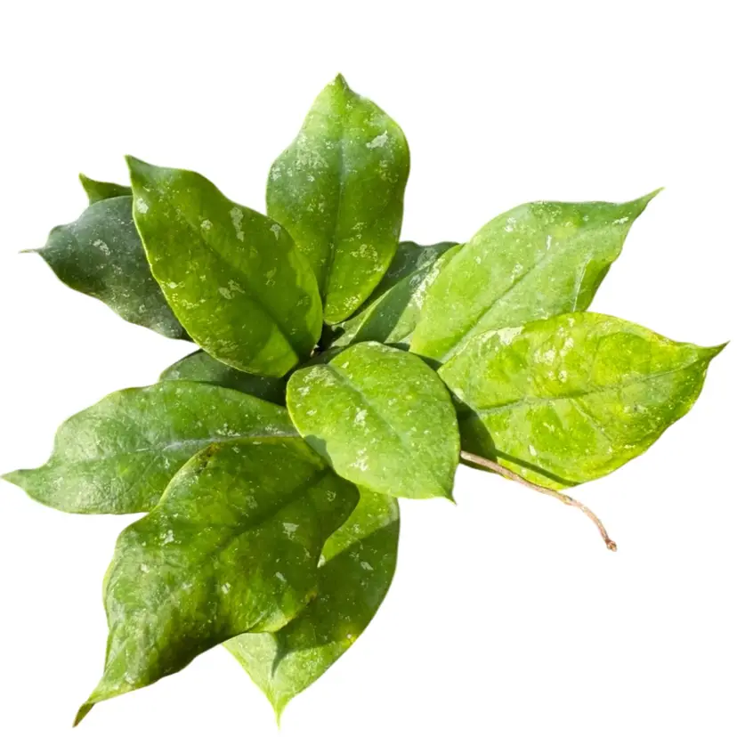 Hoya Mitrata Splash