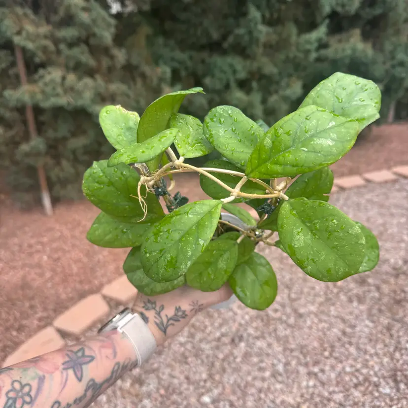 18. Hoya Patcharawalai (seedling selection by Ice) in DIY SWP