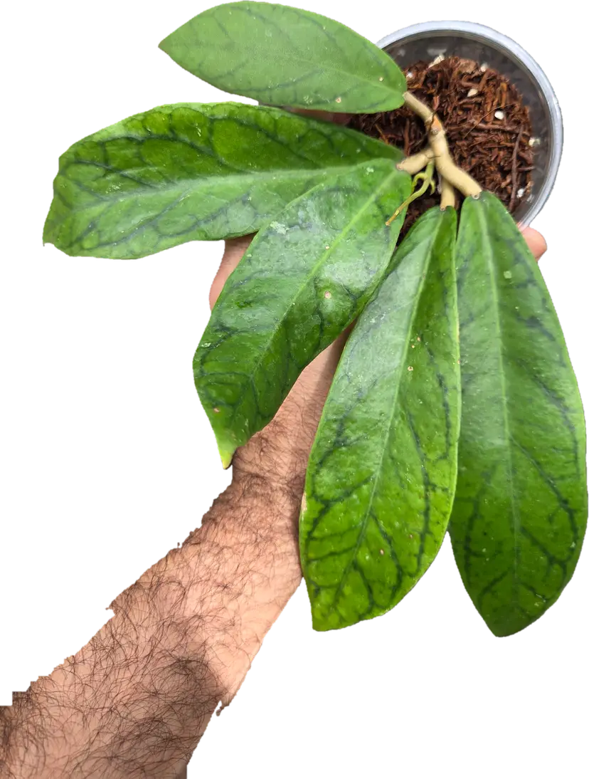 Hoya Lalita02 WRX33-02