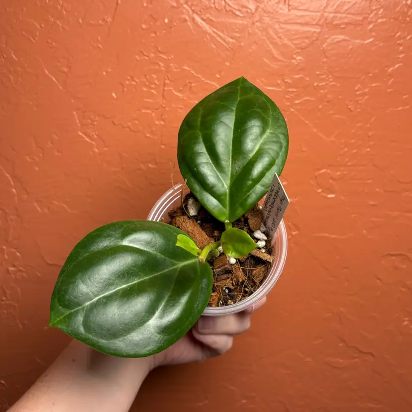 Hoya ‘Darin’ WRX76-06 (mindorensis (red star seed) x pachyclada)