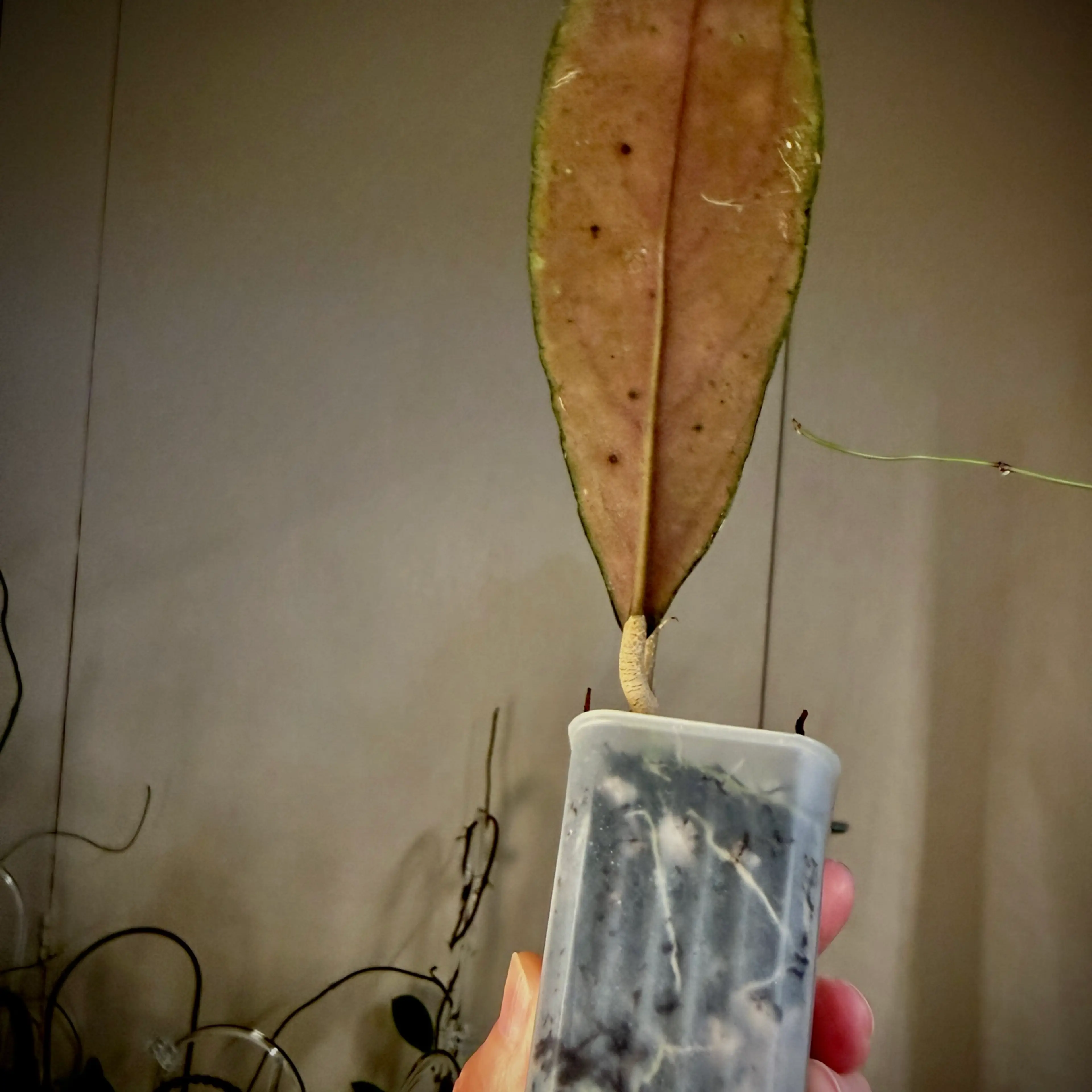 Image 2 of 2