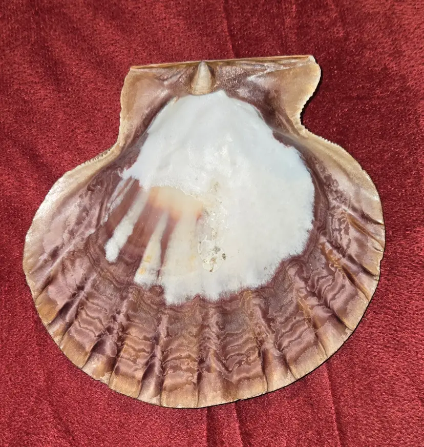 Lion Paw Shell Smudging Shell Decorative