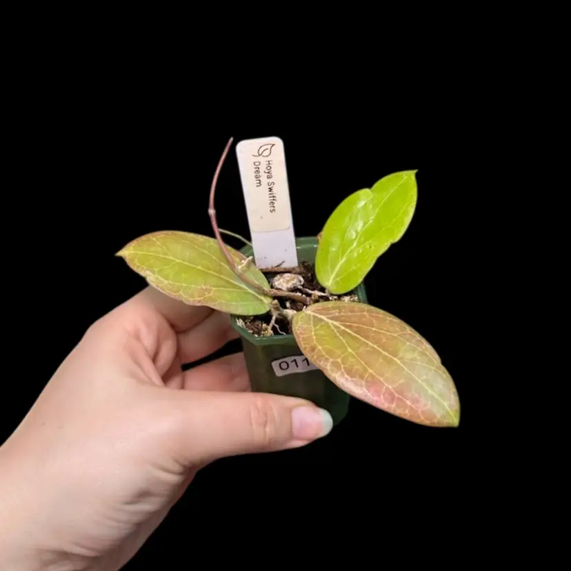0118 Hoya ‘Swiffers Dream’ (2 plants in pot) some cosmetic damage