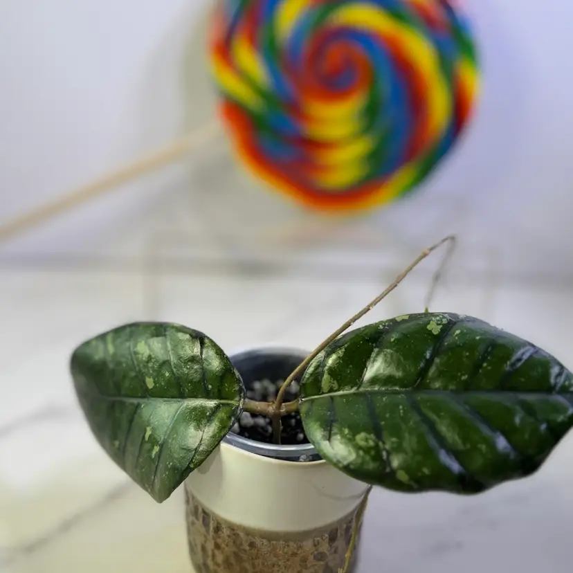 Hoya Chibi (unrooted cutting)
