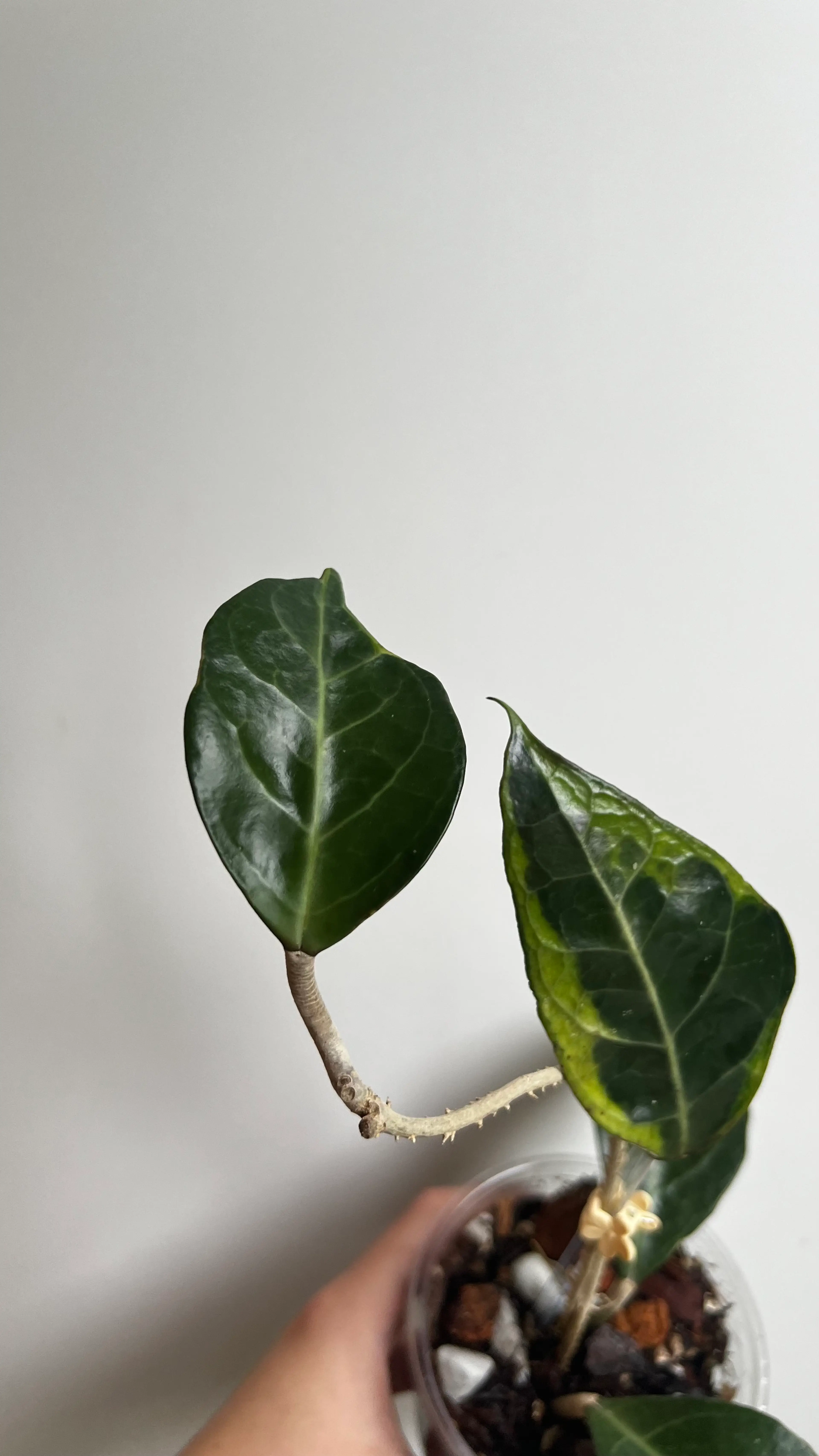 Image 2 of 10