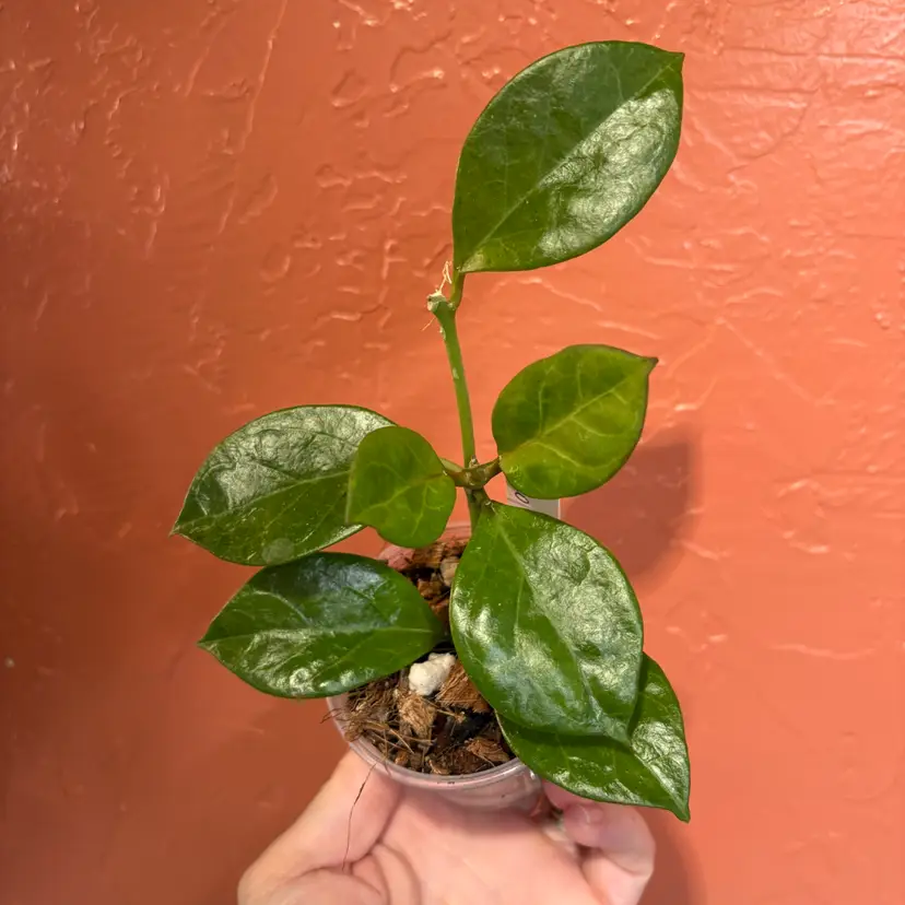 Hoya UH03-20