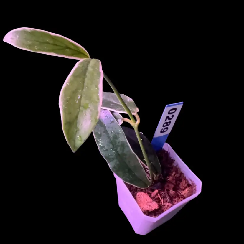 289 Hoya lobbii (outer variegated)