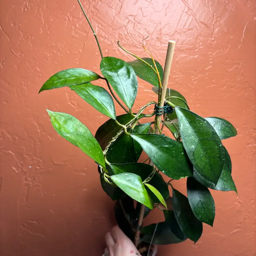 Hoya ‘Sinag’ GTX64 (elliptica x Gunung Gading) (XL plant)