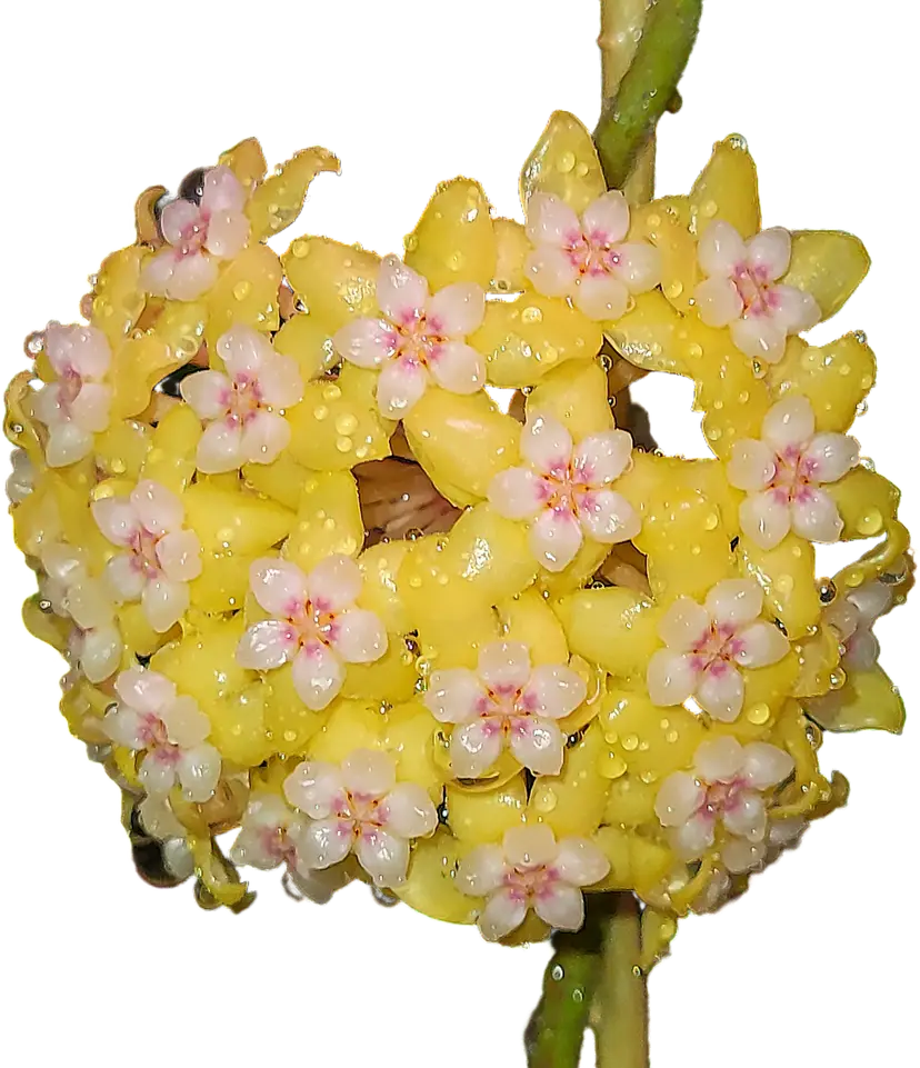 Hoya Callistophylla ah004 splash