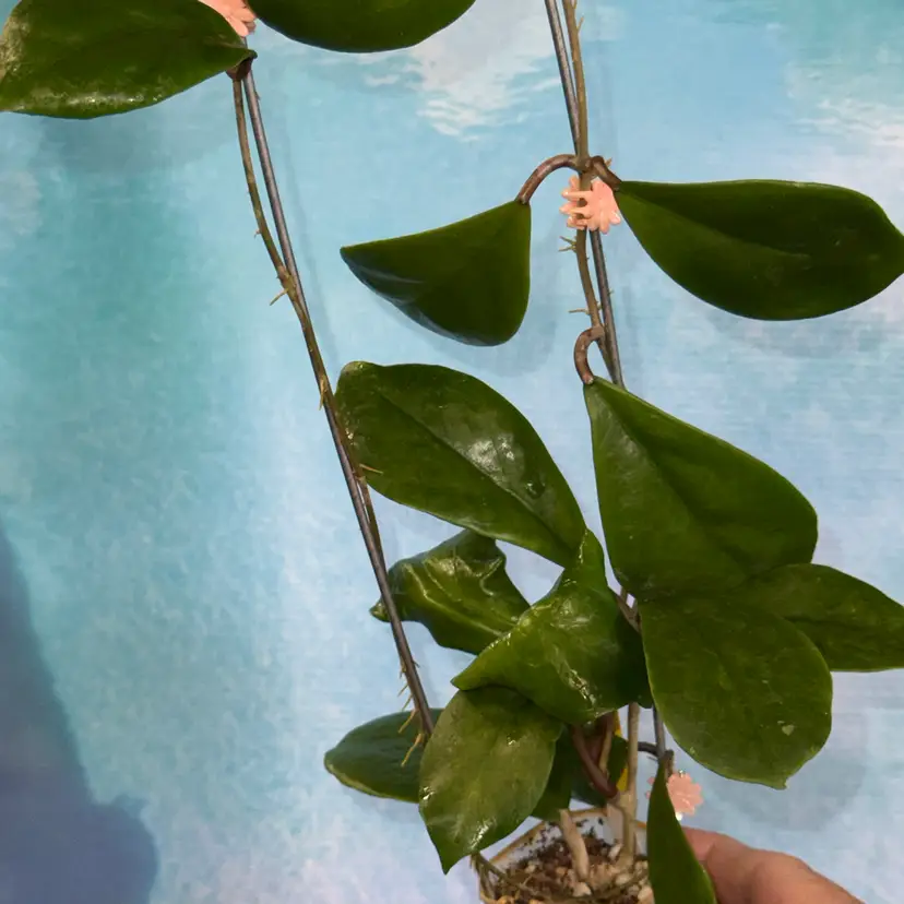 76 Hoya ilagiorum x unk. (dark orange)