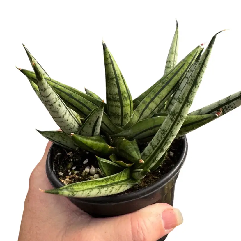 Sanseveria Fat Man