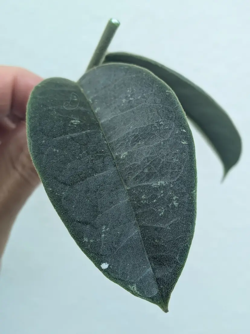 Hoya brontifolia