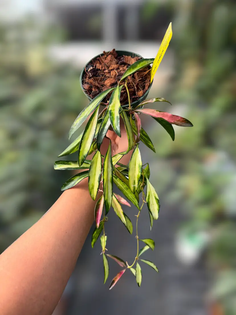PS0939 - Hoya wayetii (var)