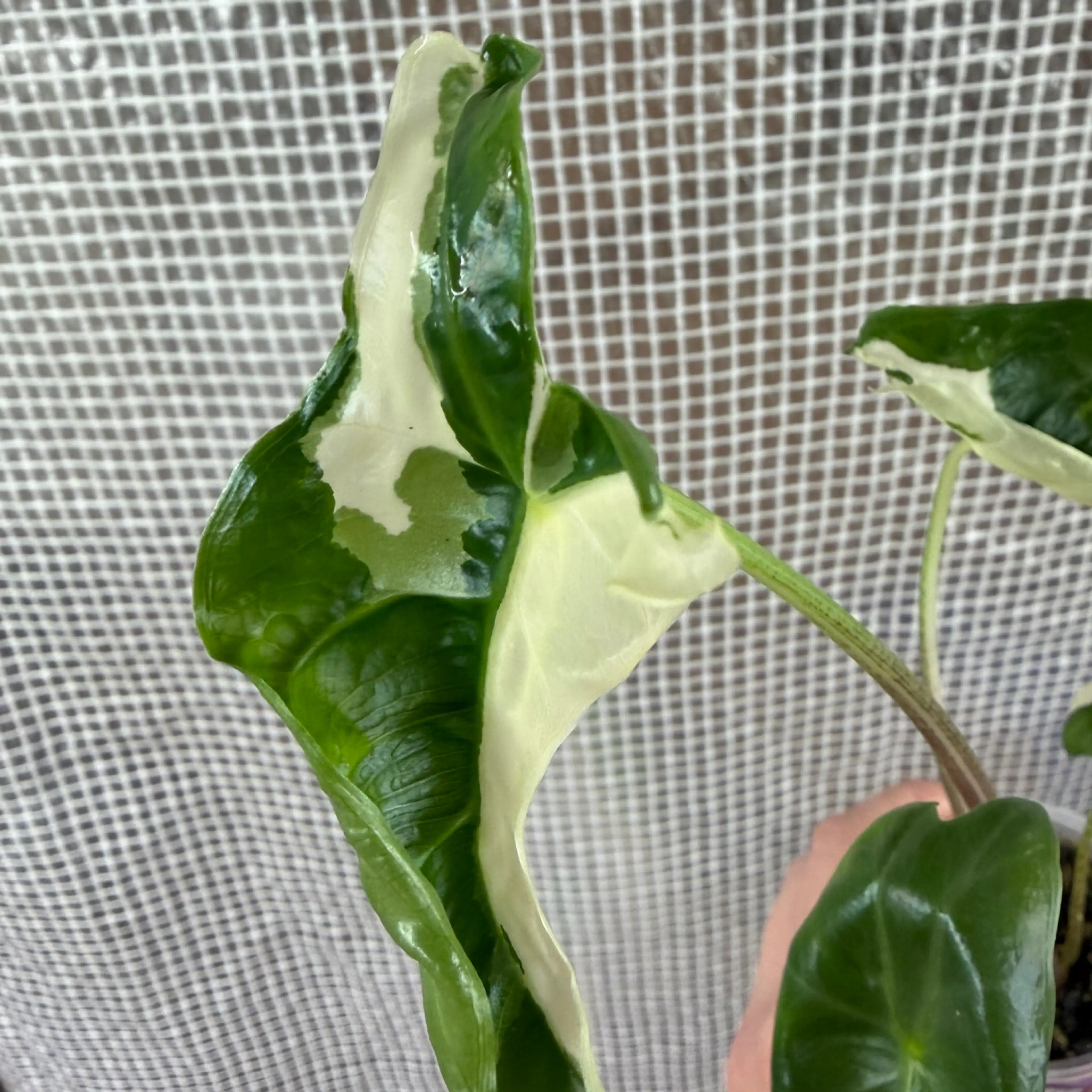 Image 2 of 5