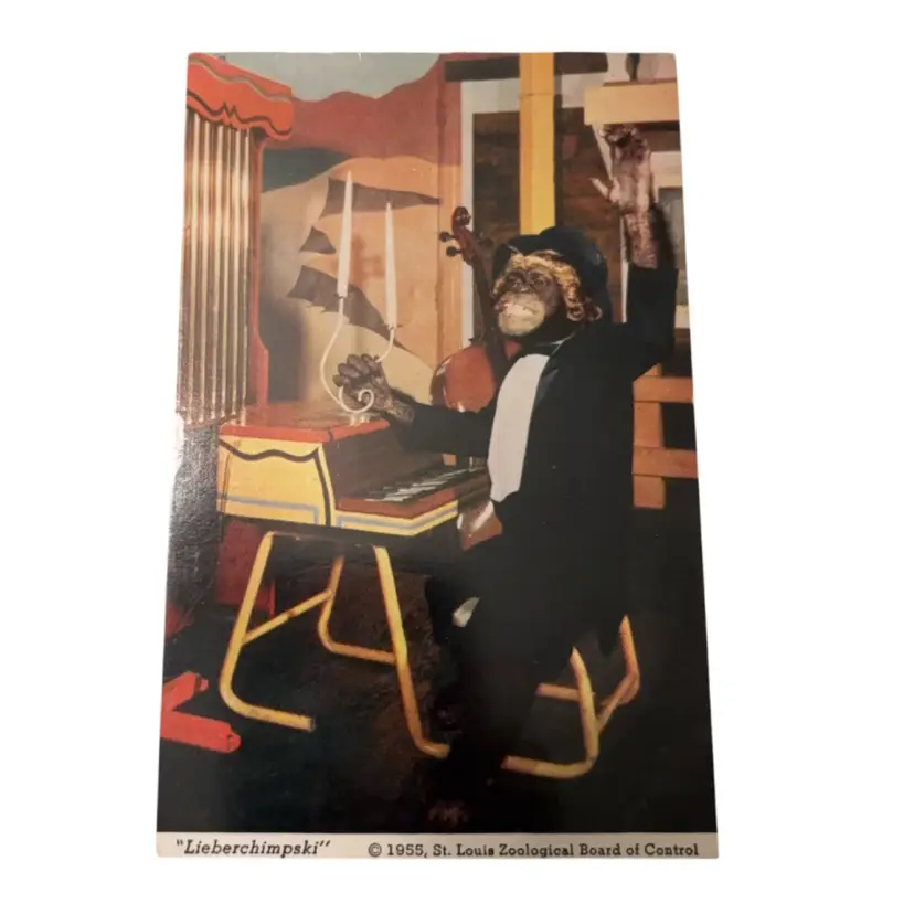 1950s St. Louis Zoo Chimpanzee Postcard