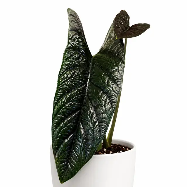 ALOCASIA