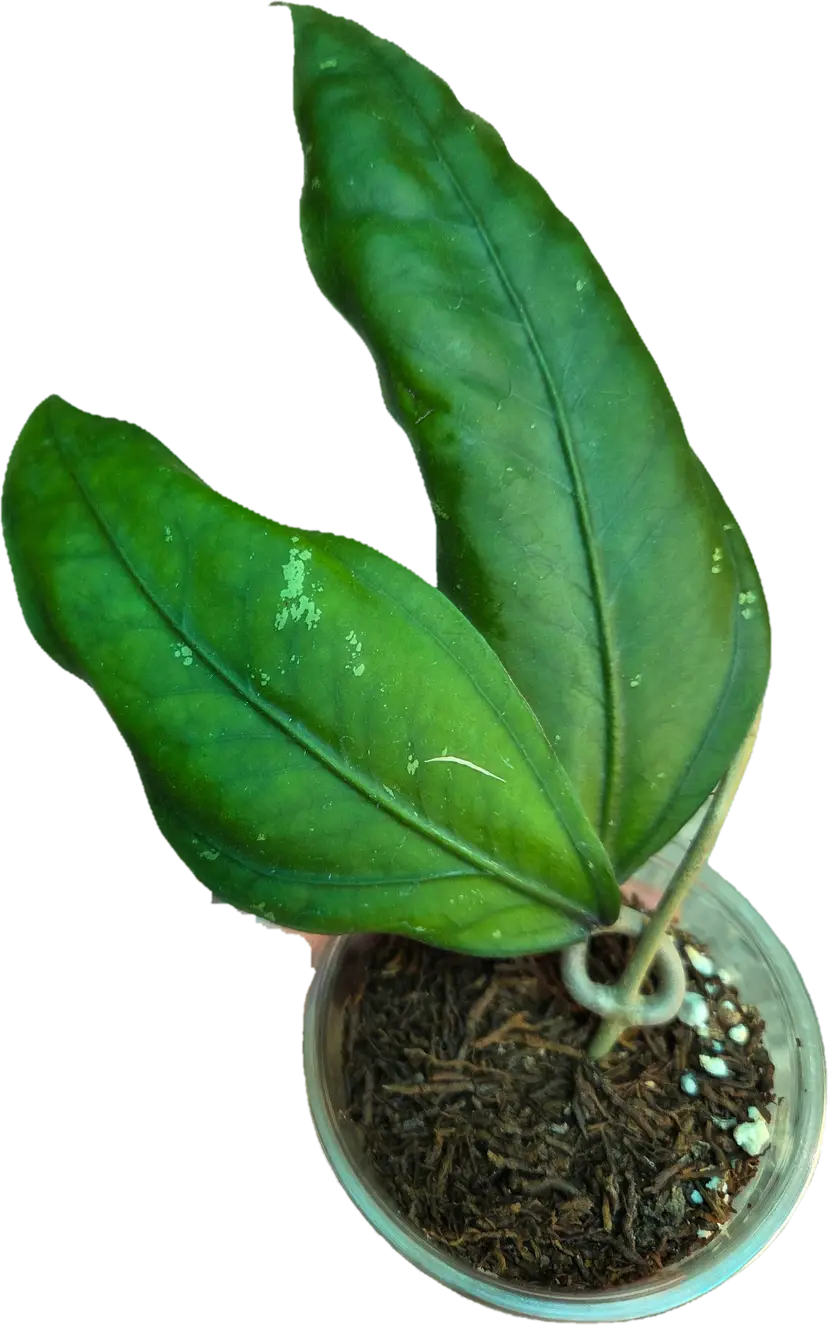 Hoya Gomas