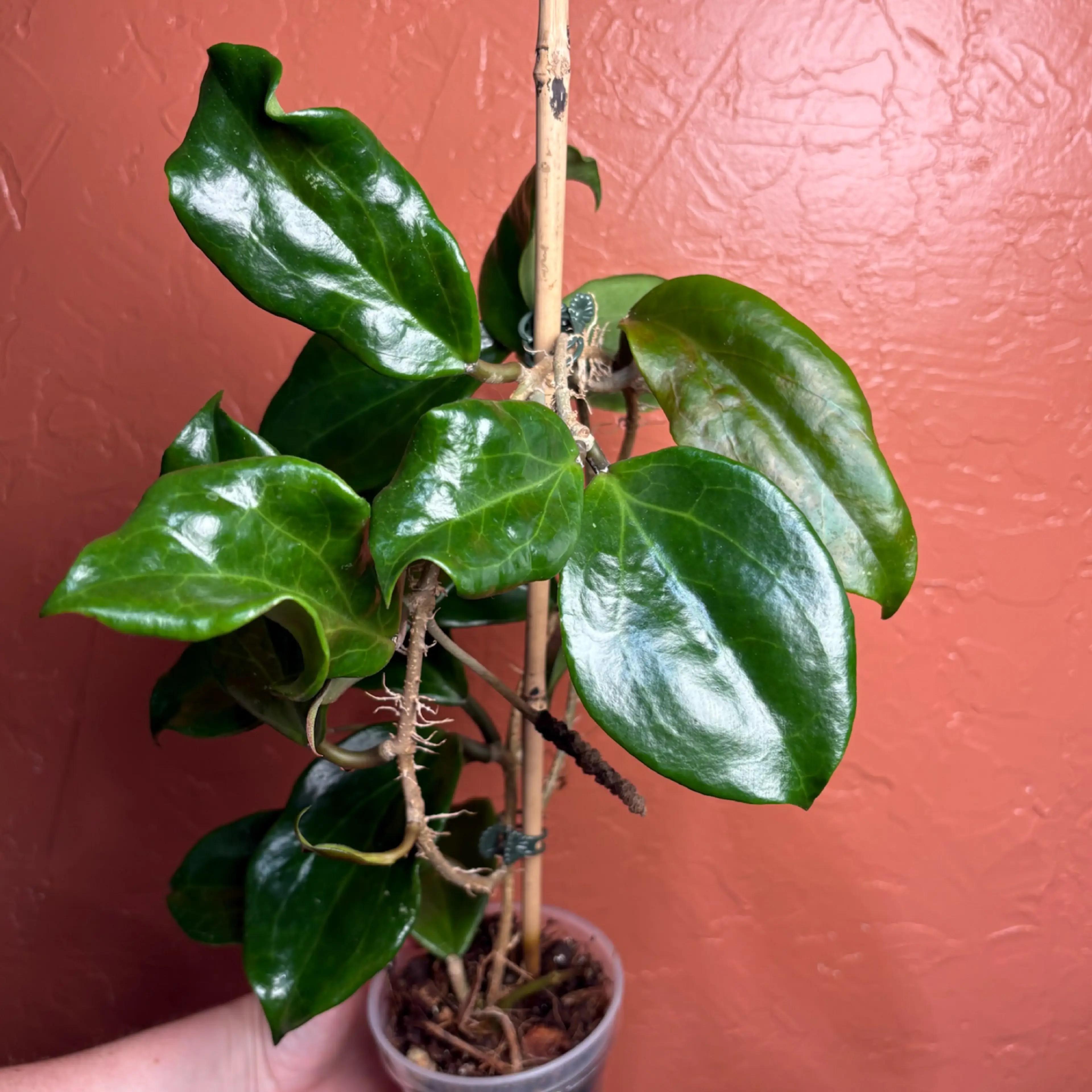 Image 4 of 4