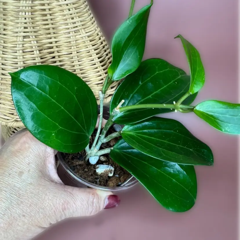 ‘Collins’ KGD102-SR1 (Idaho x unknown) Sara Rosenberg