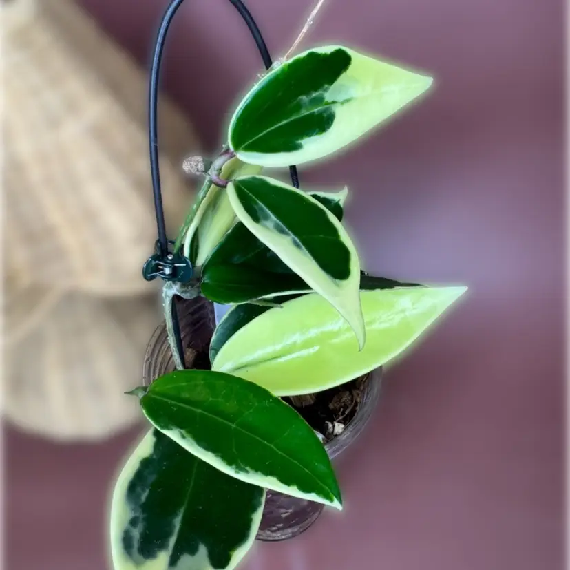 Verticillata albo marginata
