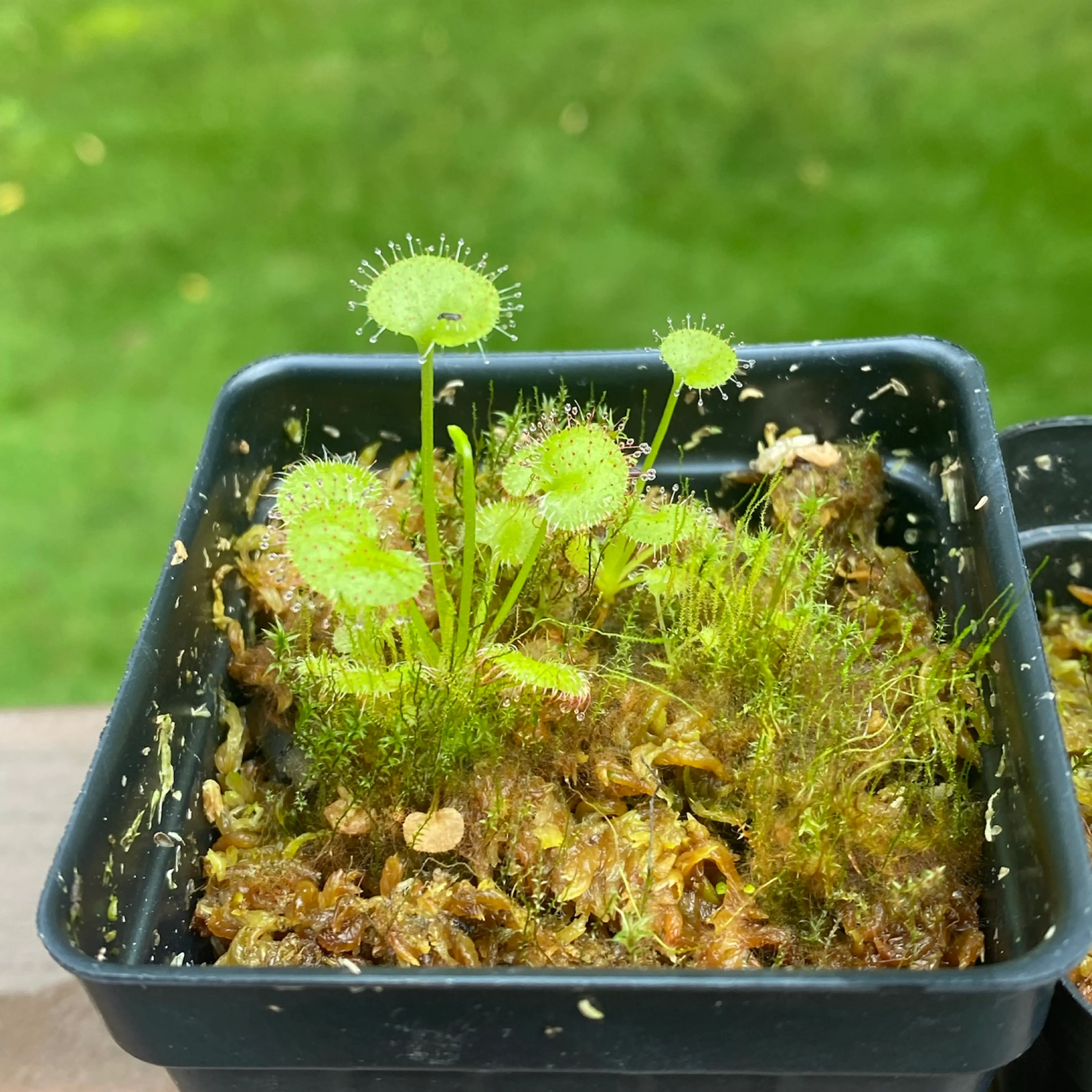Image 4 of 4