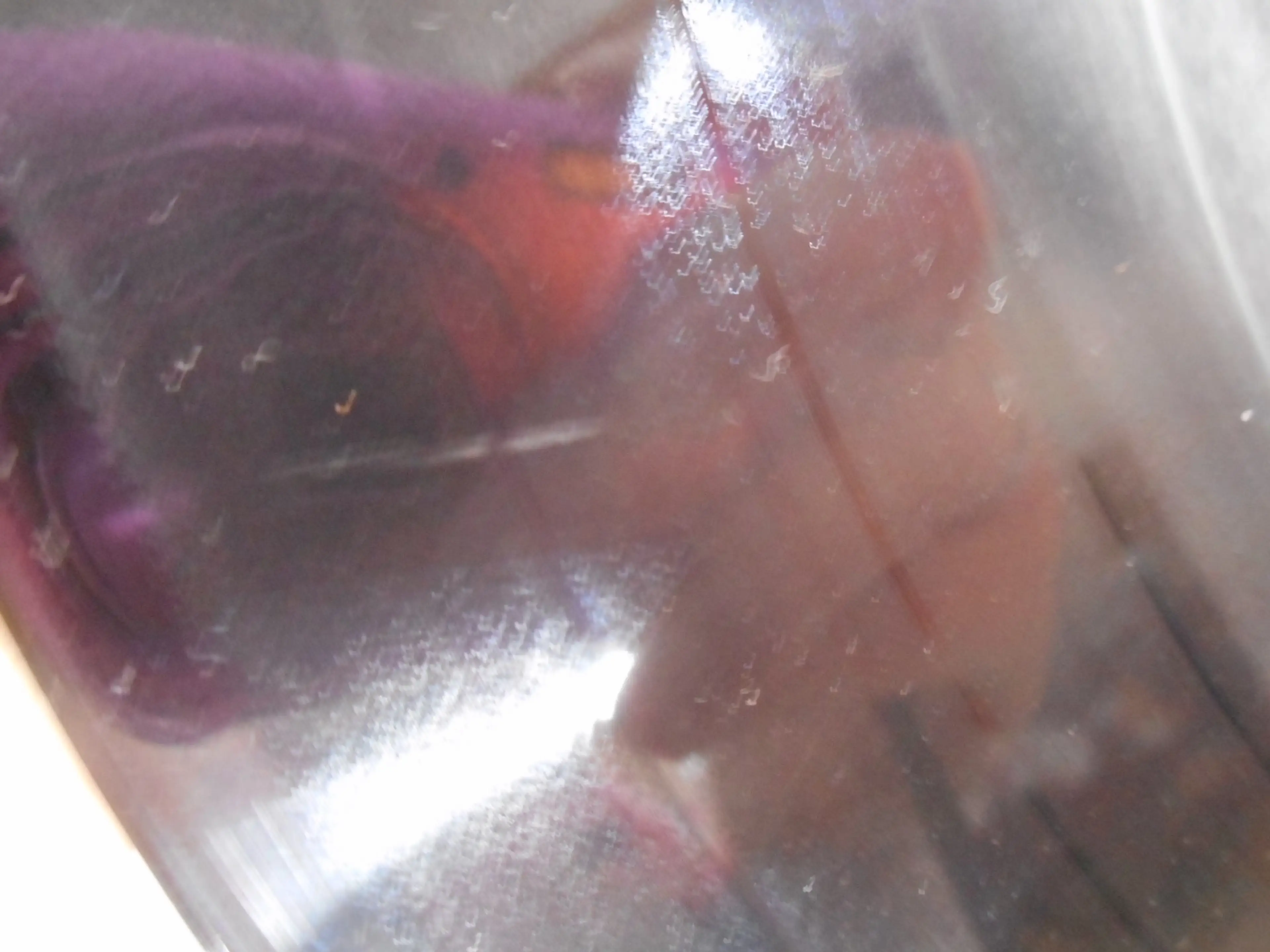 Image 4 of 5