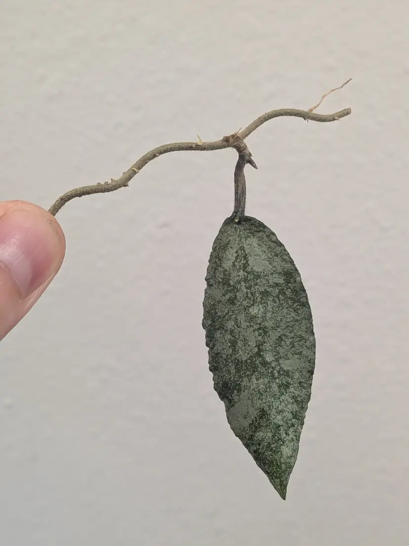 Hoya caudata snowdust