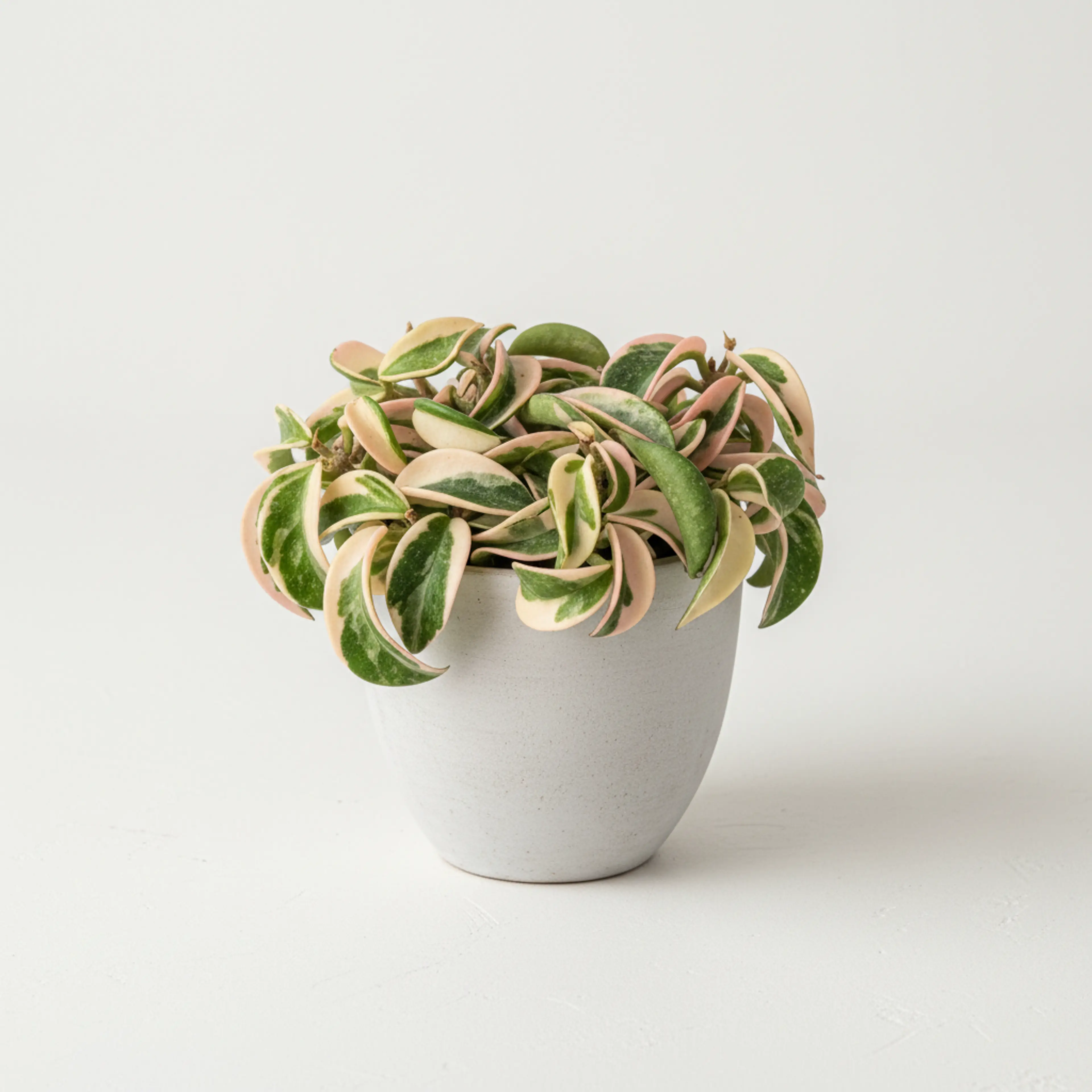 Variegated Varieties