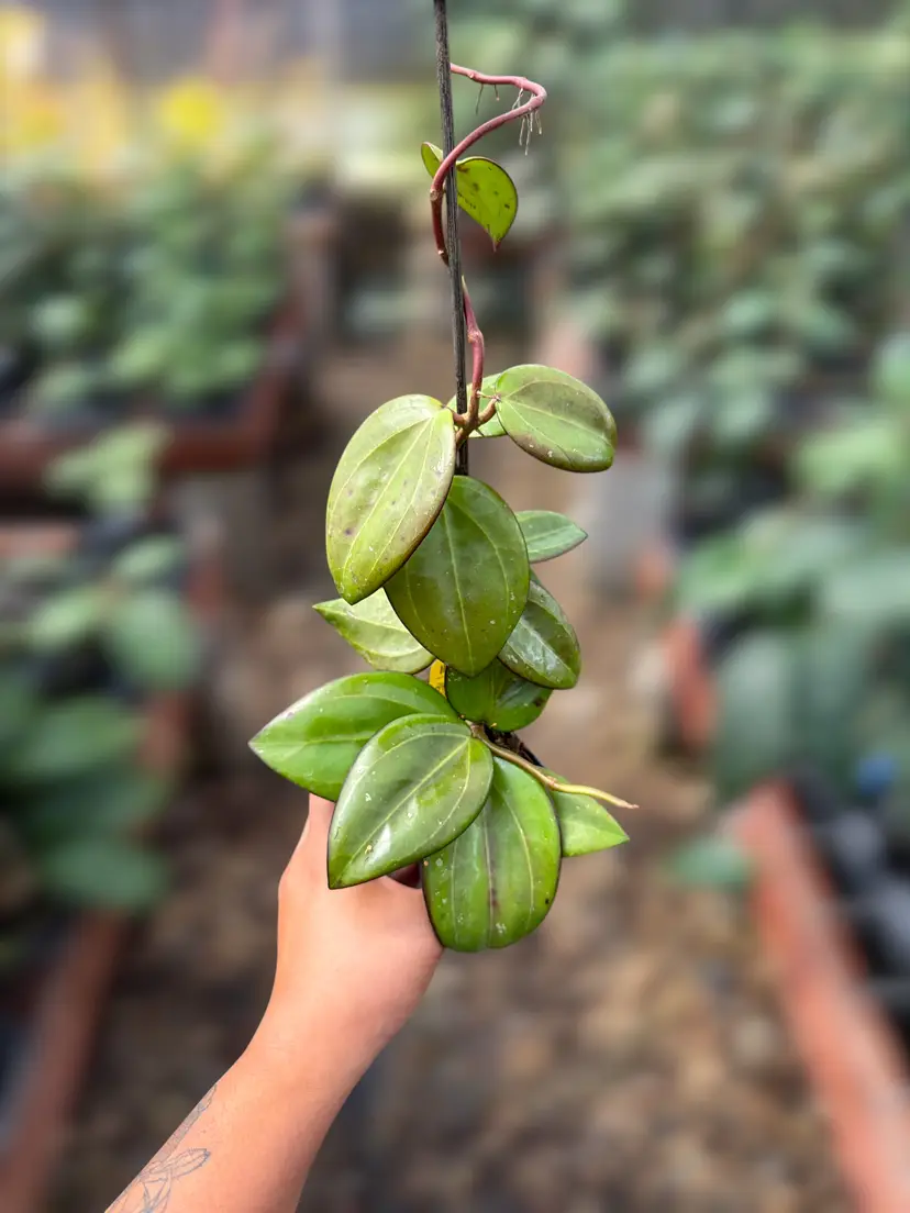 PS0116 - Hoya patchawalarai 023 x pubicalyx (RTD)