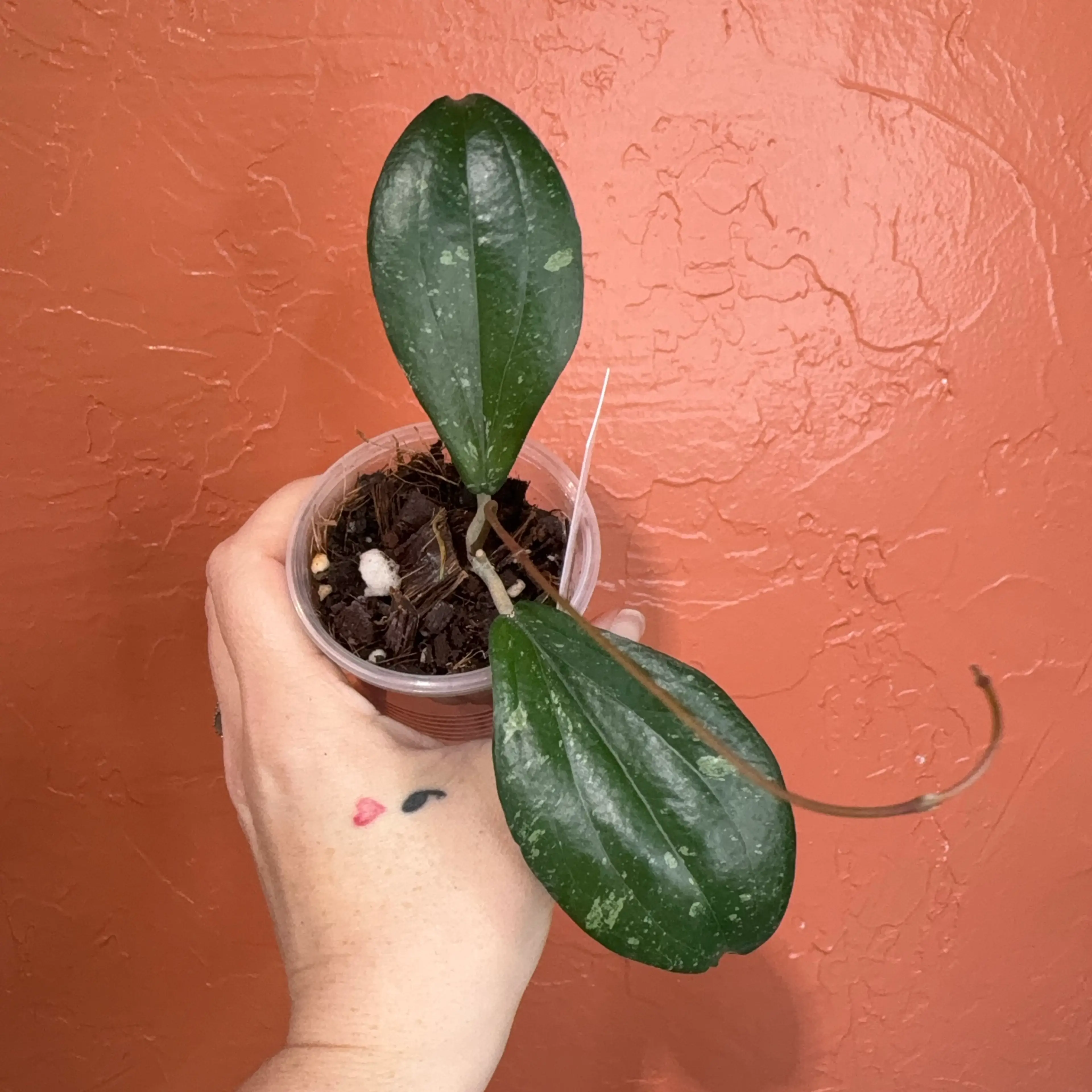 Image 1 of 3