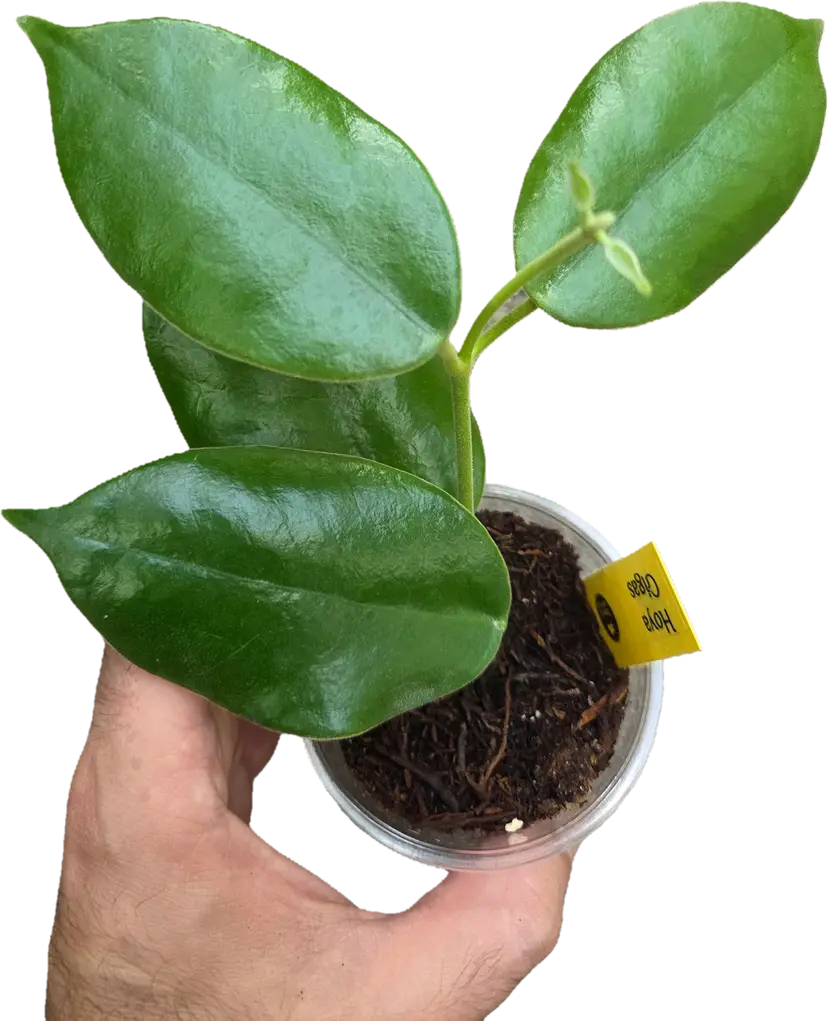 Hoya Gigas