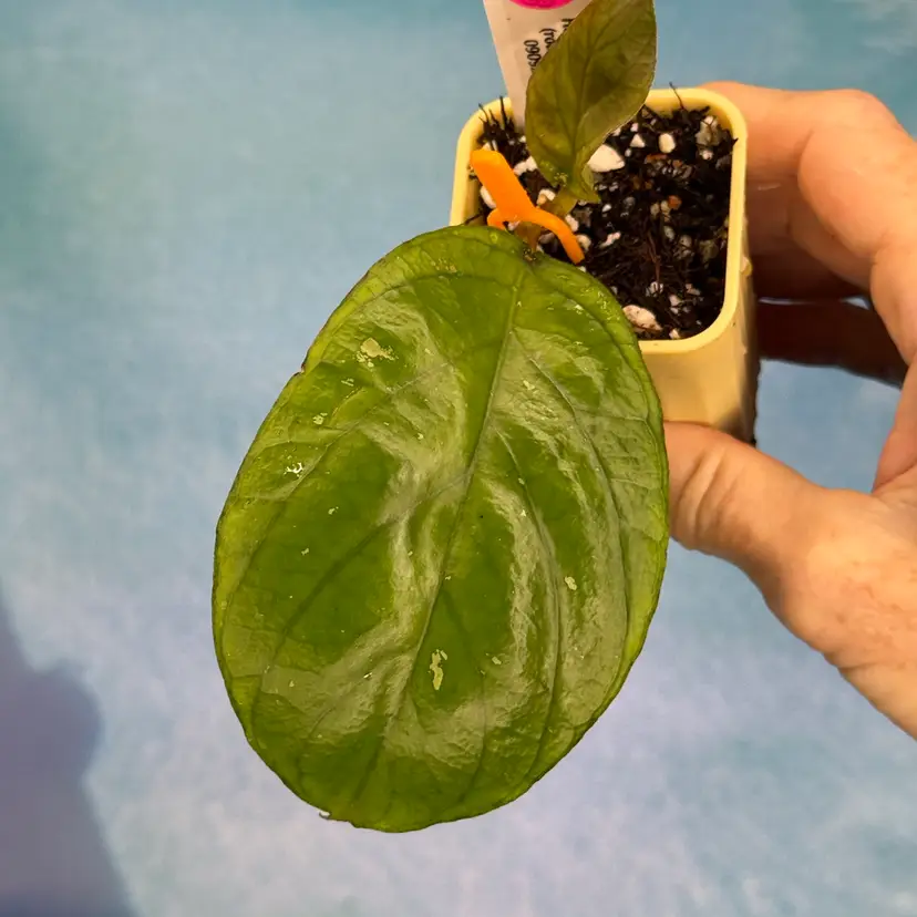 P020 Hoya erythrina (round)