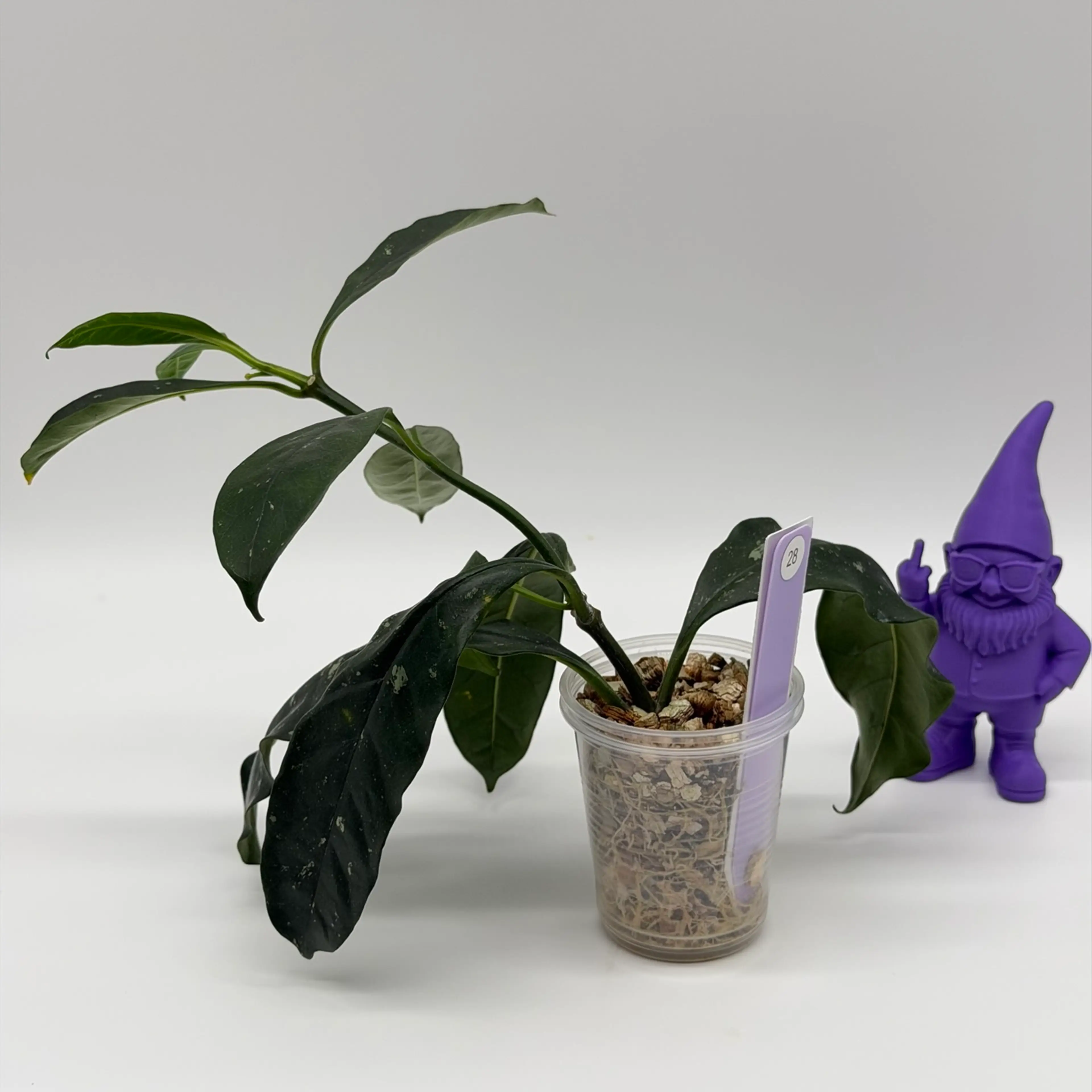 Image 3 of 3