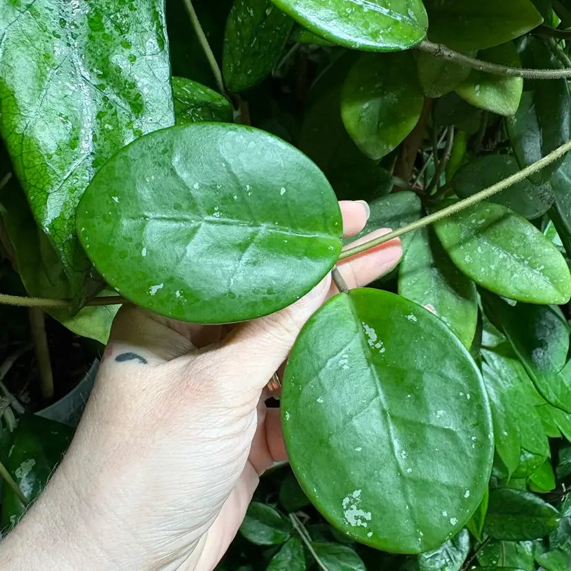 Hoya SMS ‘David’s Green Cup’ (2 nodes)