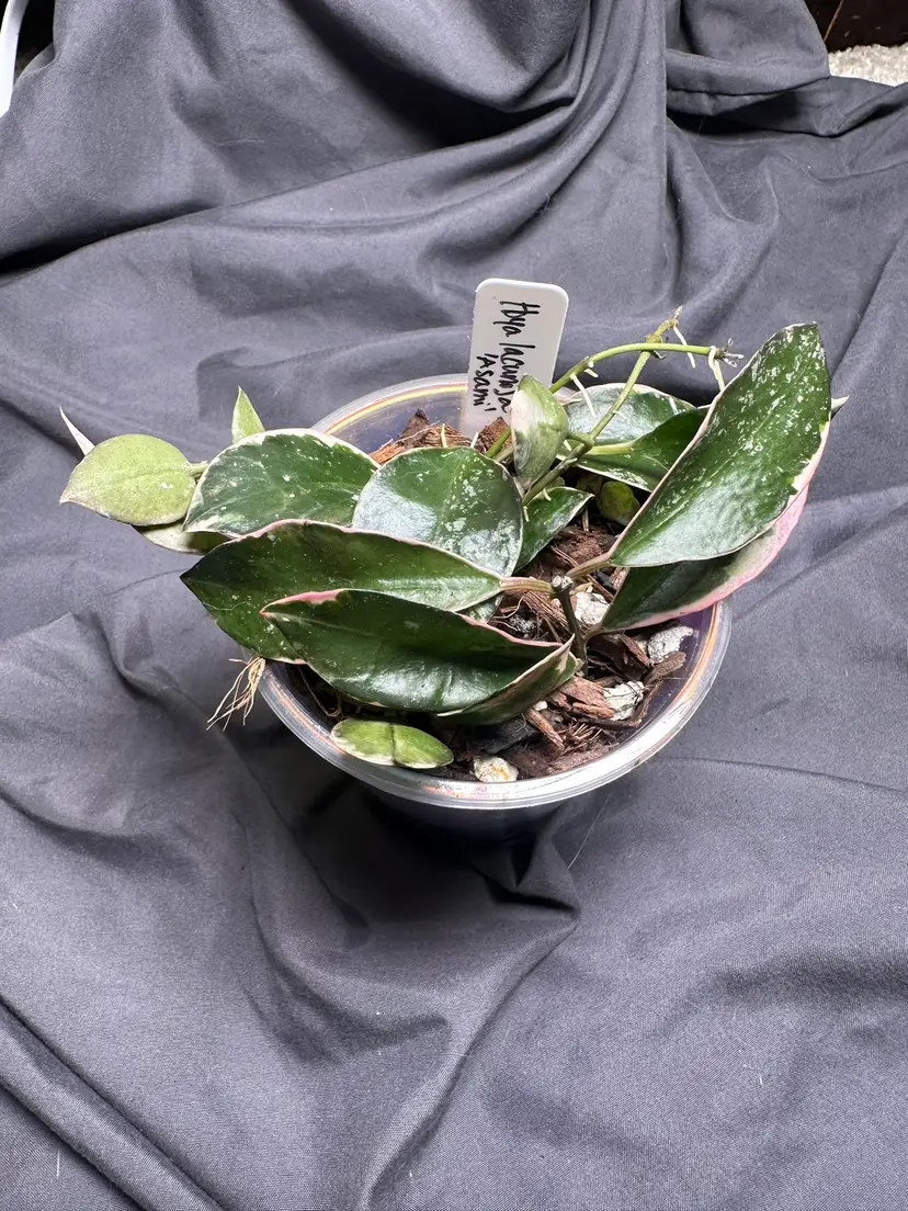 Hoya lacunosa 'Asami'