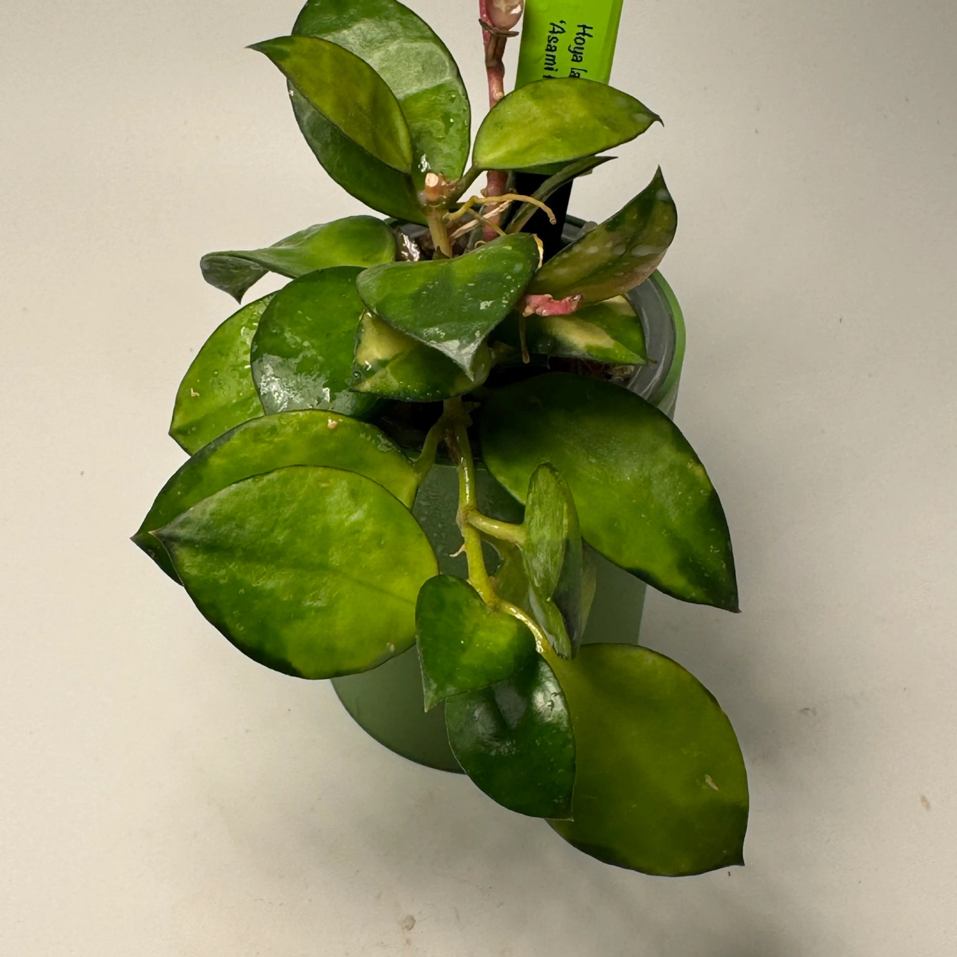 Image 2 of 2