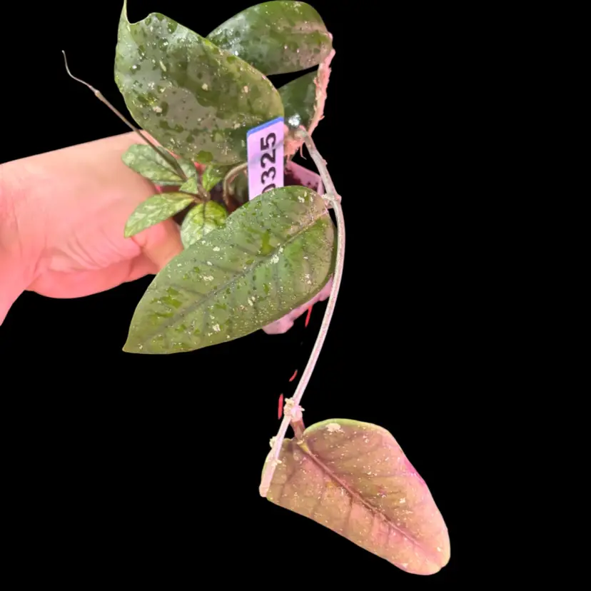 325 Hoya sp. Indonesia (no. 4)